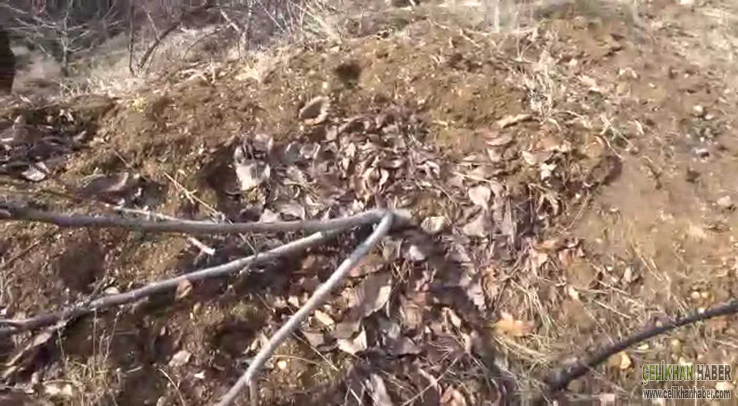 ceviz ağaçları kesildi