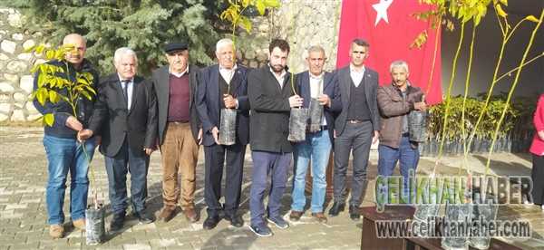 Ceviz fidesi dağırıldı