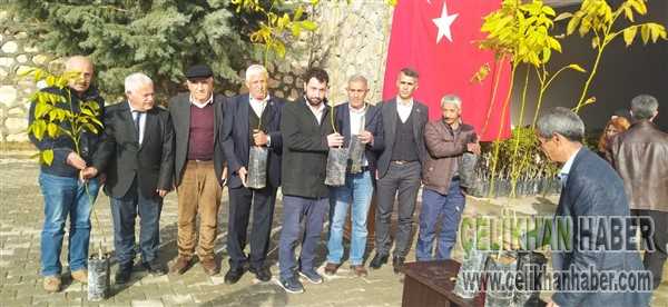Ceviz fidesi dağırıldı