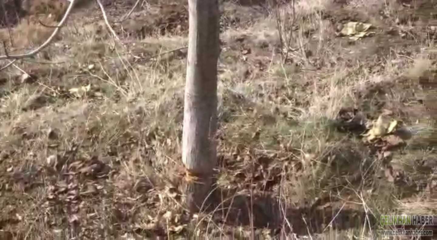 ceviz ağaçları kesildi