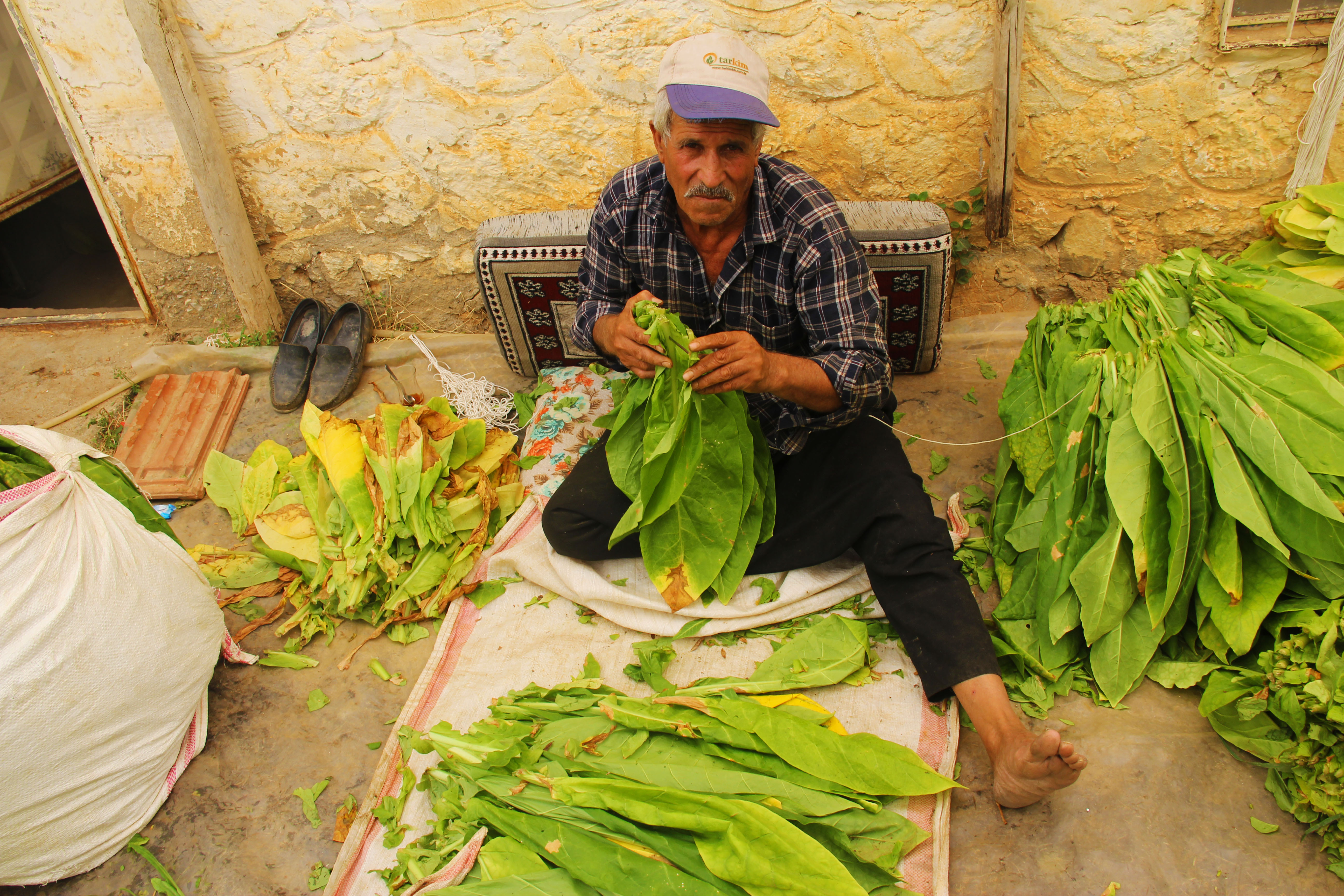 Çelikhanda tütün hasadı