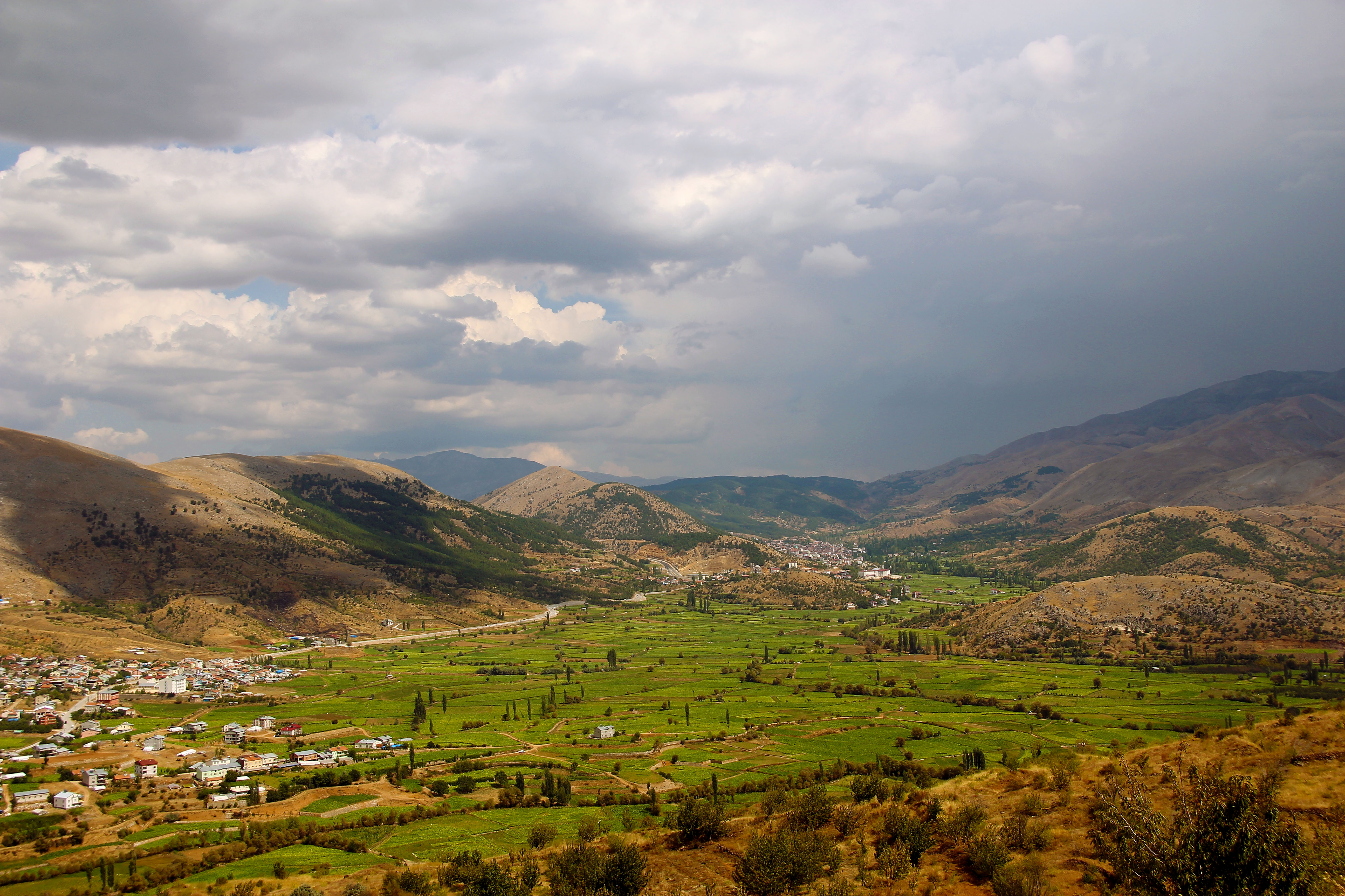 Çelikhanda tütün hasadı