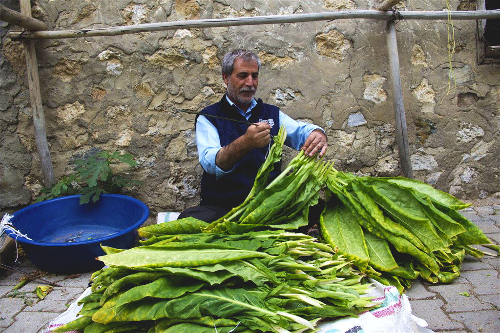 Çelikhanda tütün hasadı