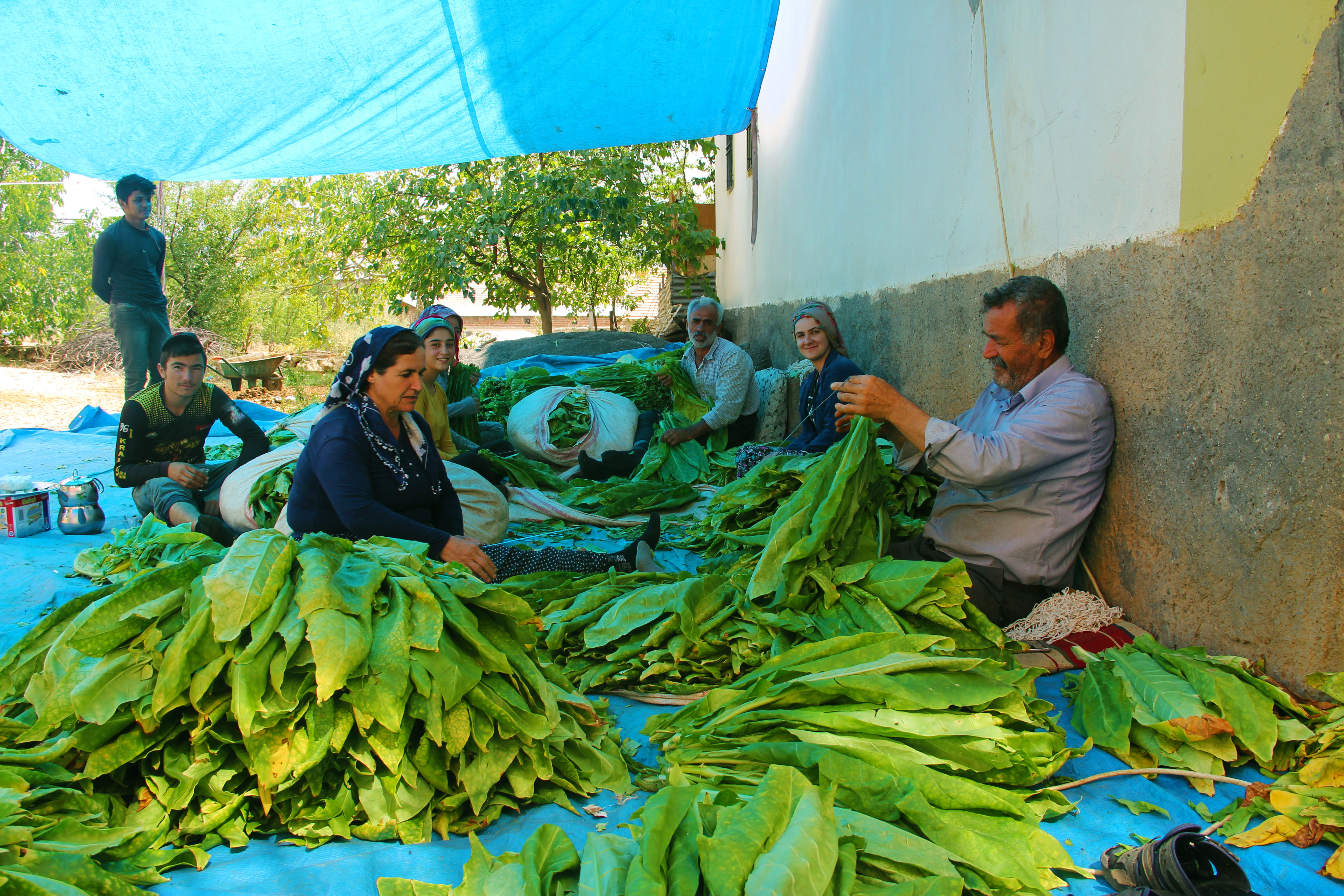 Çelikhanda tütün hasadı
