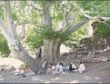 Asırlık Çınar Ağacı Yıllara Meydan Okuyor