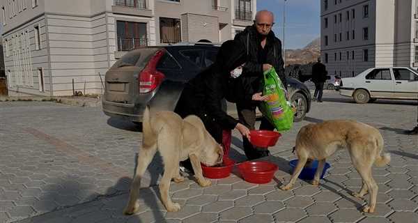 Çelikhan'da Sokak Hayvanlarına Mama Verildi